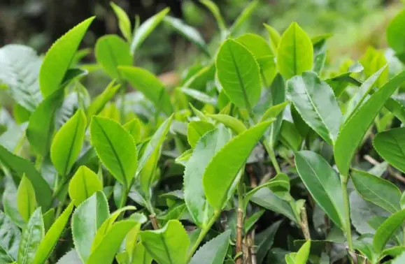 上海同城聚会品茶休闲推荐：解锁魔都吃喝玩乐资讯新姿势🍵